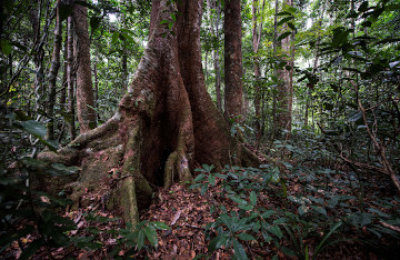 AMVOUT FORET 